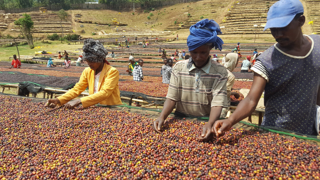 A Pilgrimage To The Origins Of Coffee - Ethiopia
